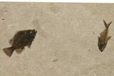 Multiple Fossil Fish (Cockerellites & Diplomystus) - Wyoming #383046-1